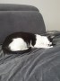 Loki (5)